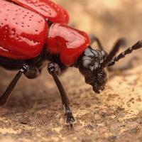 Red Lily Beetle 1 